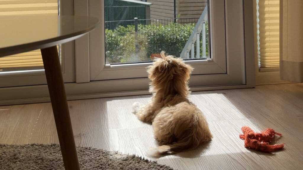 Gemütlicher Maltipoo im Wohnbereich des hundefreundlichen Ferienhauses KleineDüne in Scharbeutz an der Ostsee.