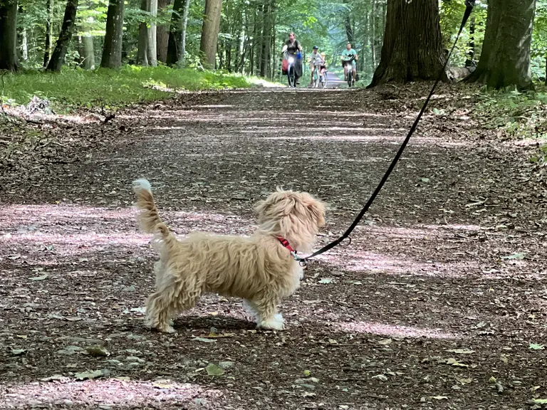 Maltipoo auf einem Waldweg in der Nähe vom Ferienhaus "KleineDüne" Scharbeutz
